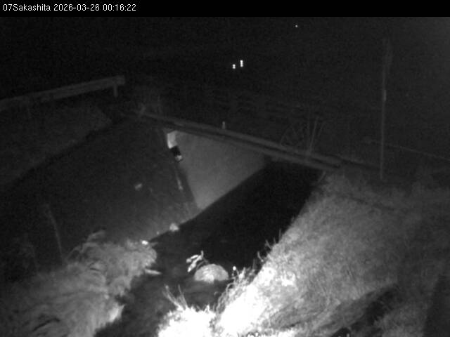 最新監視カメラ画像