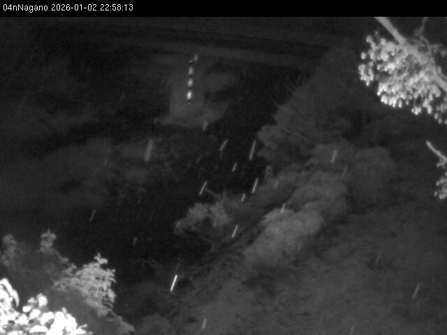 最新監視カメラ画像