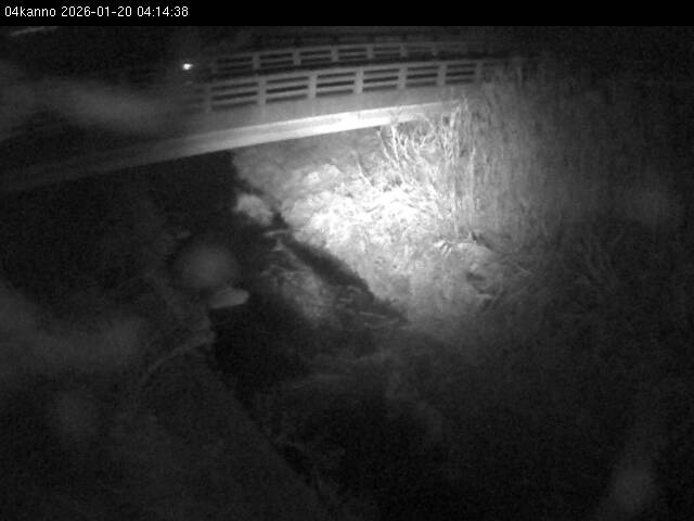 最新監視カメラ画像