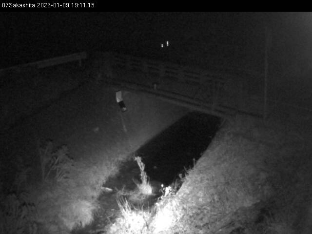 最新監視カメラ画像