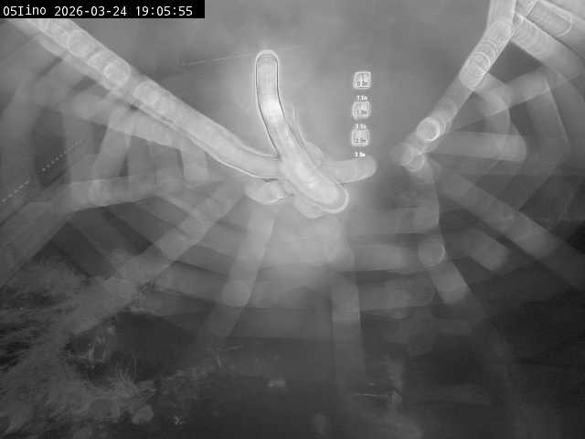 最新監視カメラ画像