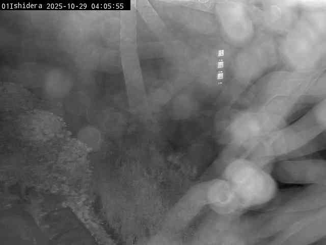 最新監視カメラ画像