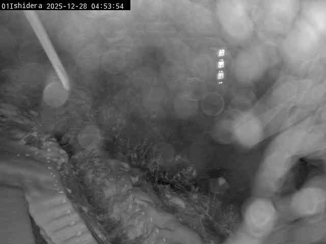 最新監視カメラ画像