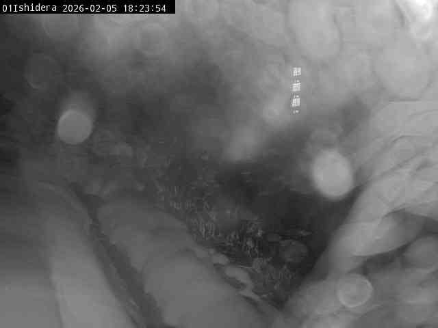 最新監視カメラ画像