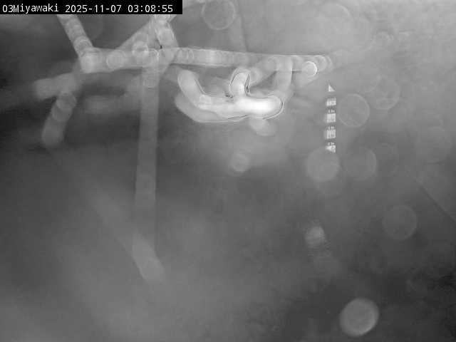 最新監視カメラ画像