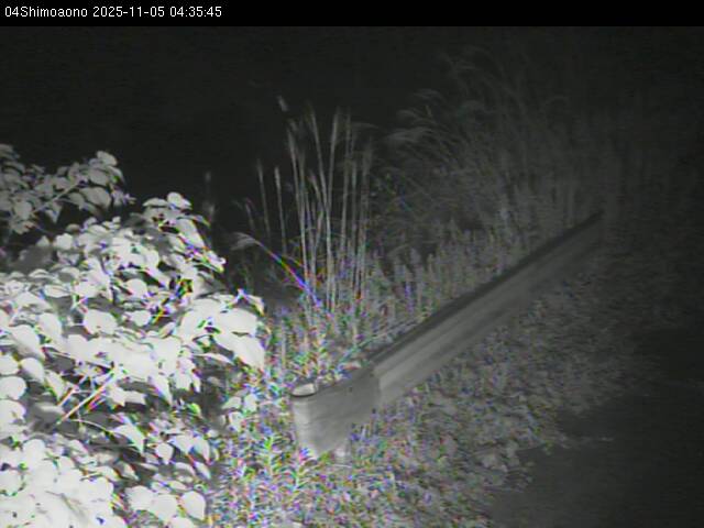 最新監視カメラ画像