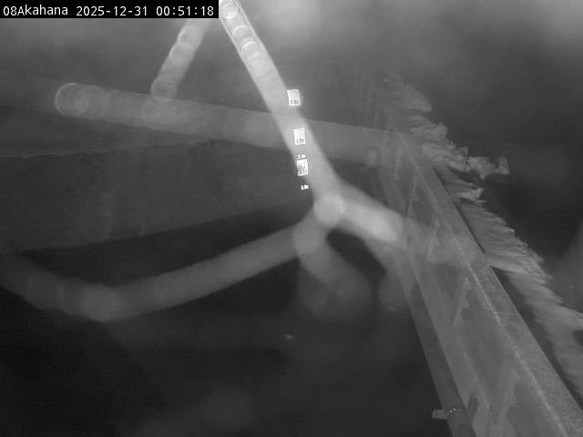 最新監視カメラ画像